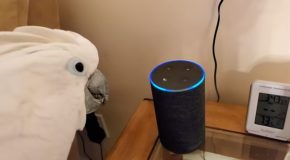 Cockatoo Tries To Order Farts Off Of Alexa!