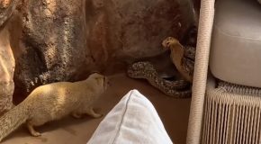Fearless Mongoose Fights And Chases Off A Cape Cobra!