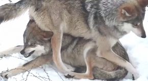 Funny Wolf Literally Sits On Its Sister’s Head!