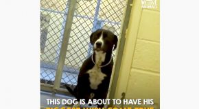 Incredible Moment When This Dog Realised That He Was Adopted!