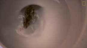 Looking At How Easily Rats Can Wriggle Up Inside Toilets!