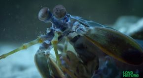 Powerful Mantis Shrimp Punches Off A Crab’s Arm!