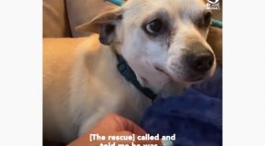 Rescue Dog Who Was Terrified Of Getting Touched Slowly Comes Around!