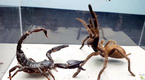 Scorpion And Spider Engage In A Fight For Prey!