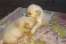 Two Fighting Puppies Get Scolded By Their Mother!