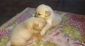 Two Fighting Puppies Get Scolded By Their Mother!