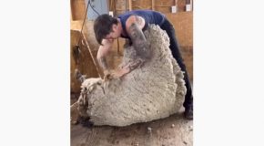 Very Obese And Overgrown Sheep Gets 23 Pounds Of Wool Removed From Her!