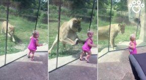 Lion In A Zoo Tries To Pounce On A Girl, Slams Into The Glass Wall Instead!