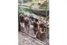 African Wild Dogs React To A Pet Dog At The Zoo!