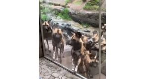 African Wild Dogs React To A Pet Dog At The Zoo!
