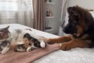 Baby German Shepherd Meets Some Kittens For The First Time!