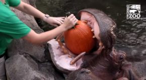Hippos And Wild Dogs Play With Pumpkins In A Zoo For Halloween!