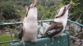 Laughing Kookaburras Are Sure To Make You Chuckle Too!