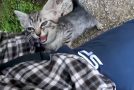 Man Goes On A Hike And Ends Up Adopting A Stray Kitten!
