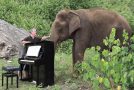 Man Plays “Claire De Lune” On Piano For An 80-Year-Old Elephant!