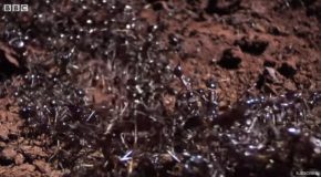 Massive Army Of Ants Attack A Termite Mound!