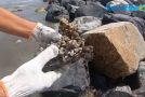 Sea Turtle Absolutely Covered With Barnacles Gets Rescued!