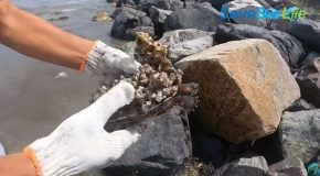 Sea Turtle Absolutely Covered With Barnacles Gets Rescued!