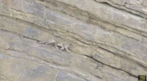 Snow Leopard Slips And Falls Off A Cliff