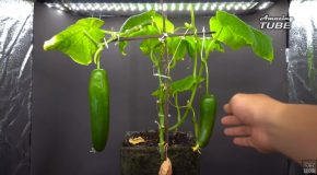 Timelapse Clip Of A Cucumber Growing From A Seed!