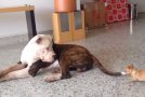 American Bulldog Gets Teased By A Cute Baby Chihuahua