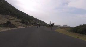 Cyclists Get Chased Around By An Ostrich