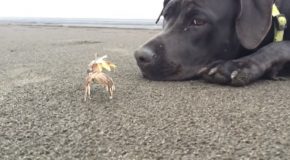 Dog Digs Out Crab From Sand And Plays With It