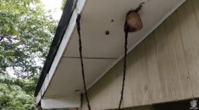 Giant Army Of Ants Make A Bridge To Attack A Wasp Nest