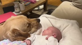 Golden Retriever Gets To Meet Newborn Baby And Doesn’t Leave It