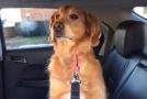 Golden Retriever Knows He’s At The Vet, Doesn’t Want To Come Out Of The Car