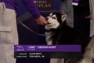 Husky Goes Through An Agility Competition, But Goes Off-Course