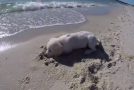 Little Puppy Becomes Angry When A Wave Destroys Its Sand Castle