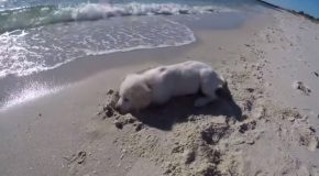 Little Puppy Becomes Angry When A Wave Destroys Its Sand Castle