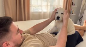 Man Pretends His Golden Retriever Puppy’s Bite Hurt Him