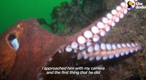 Scuba Diver Interacts With A Huge Octopus
