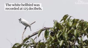 The Call Of The White Bellbird, The Bird With The Loudest Call
