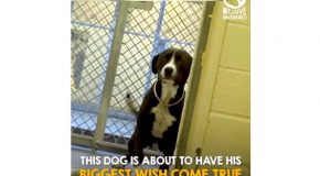 The Moment This Dog Realised That He Had Been Adopted