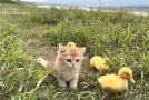 Three Ducklings Get Taken On An Outdoor Trip By A Kitten!