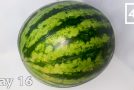 Time Lapse Of A Watermelon Slowly Decomposing