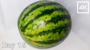Time Lapse Of A Watermelon Slowly Decomposing