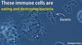 Watch As Immune Cells Destroy And Eat Bacteria