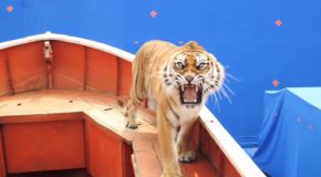 Behind-The-Scenes Footage Of The Creation Of The Movie Life Of Pi
