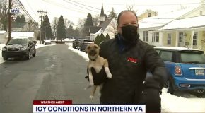 Cute Puppy Crashes Weather Reporter’s Live Report!