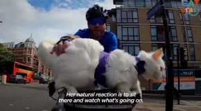 Deaf Cat Enjoys A Ride Around London With Her Dad On A Bicycle