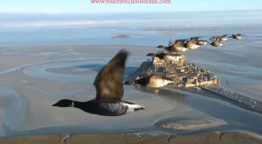 Flying With Birds In A Microlight Airplane