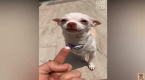 Funny Chihuahas Getting Very Angry