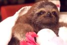 Funny Compilation Of Baby Sloths Doing Baby Sloth Things