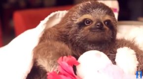 Funny Compilation Of Baby Sloths Doing Baby Sloth Things
