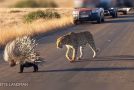 Leopard Has No Chance Against The Prickly Porcupine