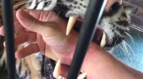 Man Gets A Playful Bite From A Tiger